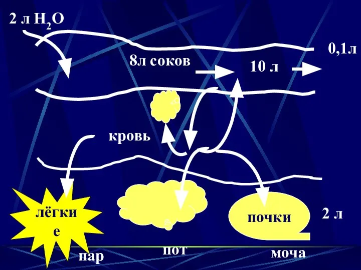 2 л Н2О 8л соков 10 л 0,1л кровь лёгкие пот пар почки моча 2 л