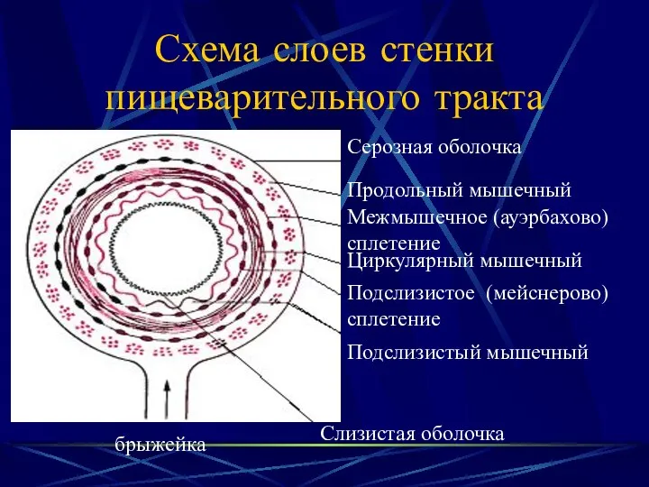 Схема слоев стенки пищеварительного тракта Серозная оболочка Продольный мышечный Межмышечное (ауэрбахово)