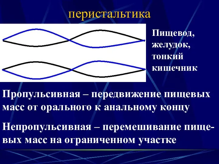 перистальтика Пропульсивная – передвижение пищевых масс от орального к анальному концу