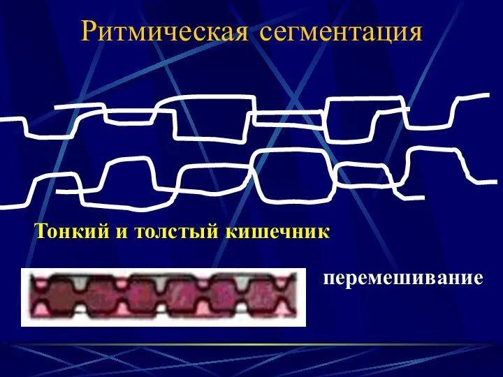 Ритмическая сегментация Тонкий и толстый кишечник перемешивание