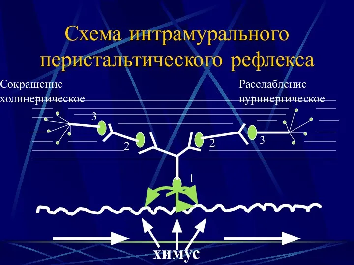 Схема интрамурального перистальтического рефлекса химус 1 2 3 2 3 Сокращение холинергическое Расслабление пуринергическое