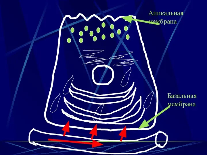 Базальная мембрана Апикальная мембрана