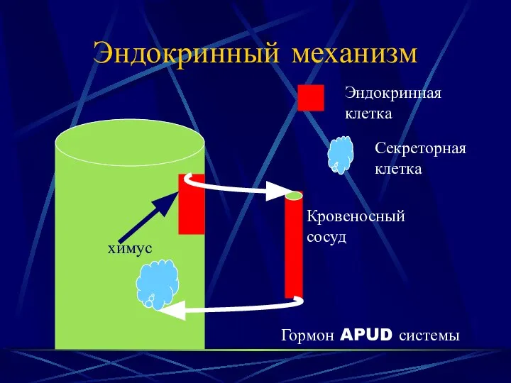 Эндокринный механизм химус Эндокринная клетка Секреторная клетка Гормон APUD системы Кровеносный сосуд