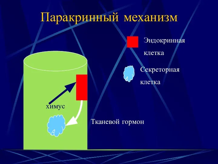 Паракринный механизм химус Эндокринная клетка Секреторная клетка Тканевой гормон