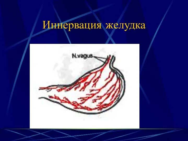 Иннервация желудка