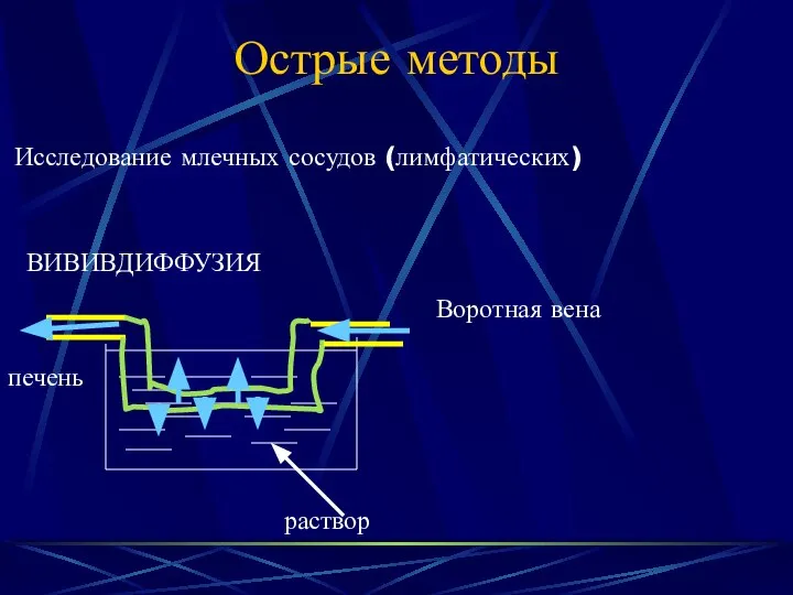 Острые методы Исследование млечных сосудов (лимфатических) ВИВИВДИФФУЗИЯ Воротная вена печень раствор