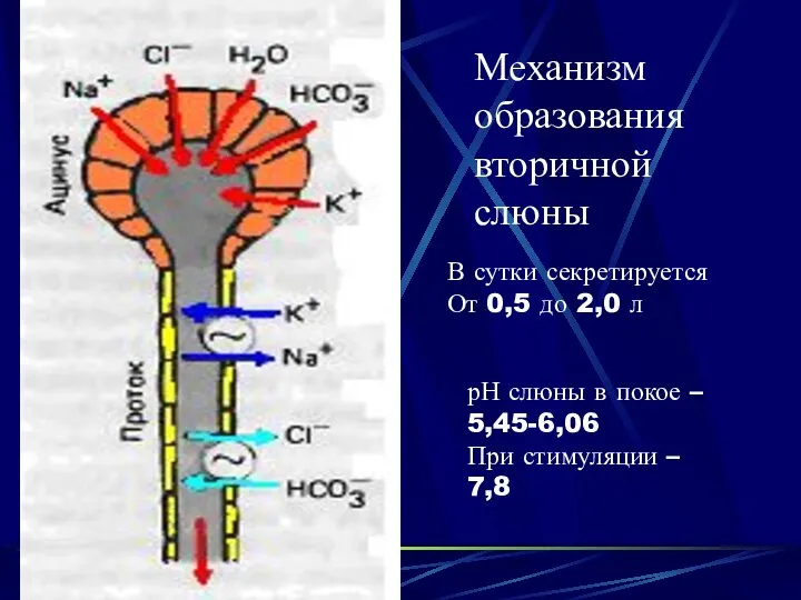 Механизм образования вторичной слюны В сутки секретируется От 0,5 до 2,0