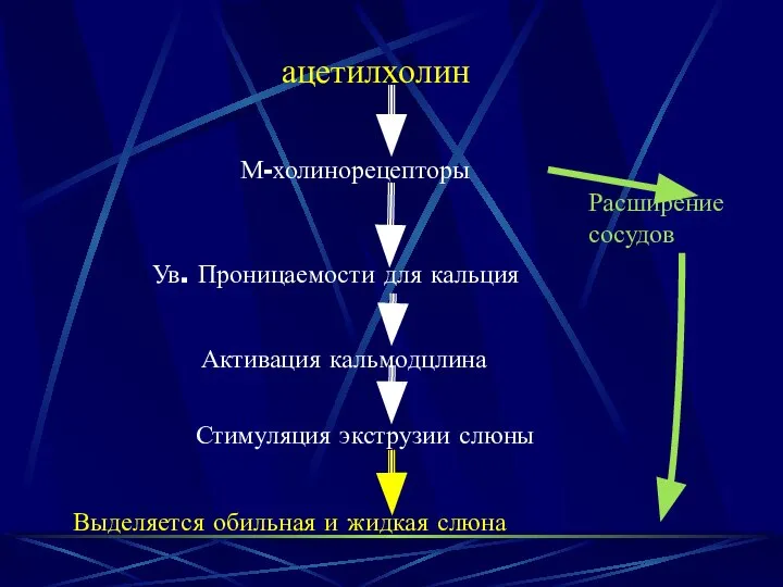 ацетилхолин М-холинорецепторы Ув. Проницаемости для кальция Активация кальмодцлина Стимуляция экструзии слюны