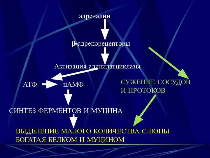 адреналин β-адренорецепторы Активация аденилатциклазы АТФ цАМФ СИНТЕЗ ФЕРМЕНТОВ И МУЦИНА СУЖЕНИЕ