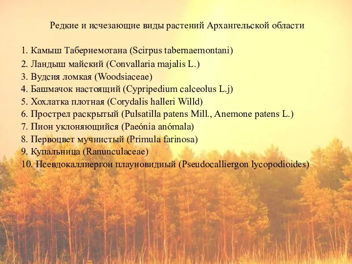 Редкие и исчезающие виды растений Архангельской области 1. Камыш Табернемотана (Scirpus