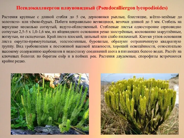 Псевдокаллиергон плауновидный (Pseudocalliergon lycopodioides) Растения крупные с длиной стебля до 5