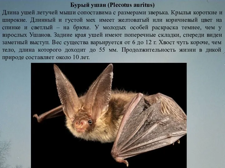 Бурый ушан (Plecotus auritus) Длина ушей летучей мыши сопоставима с размерами