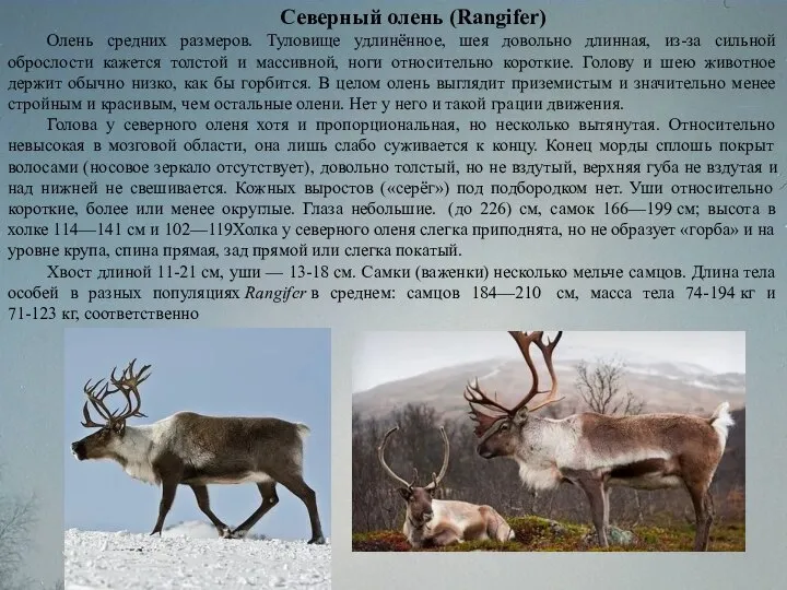 Северный олень (Rangifer) Олень средних размеров. Туловище удлинённое, шея довольно длинная,