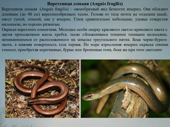 Веретеница ломкая (Anguis fragilis) Веретеница ломкая (Anguis fragilis) – своеобразный вид