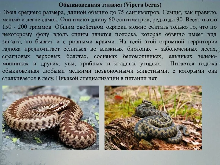 Обыкновенная гадюка (Vipera berus) Змея среднего размера, длиной обычно до 75