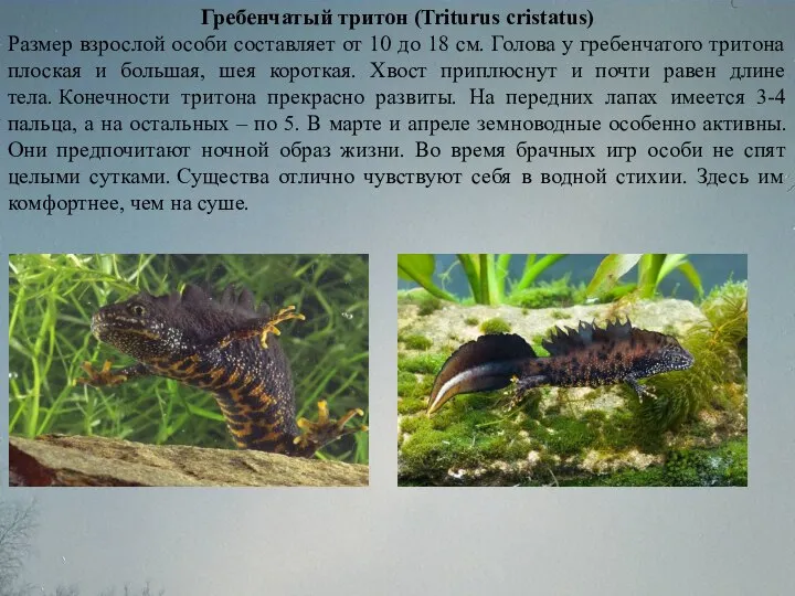 Гребенчатый тритон (Triturus cristatus) Размер взрослой особи составляет от 10 до