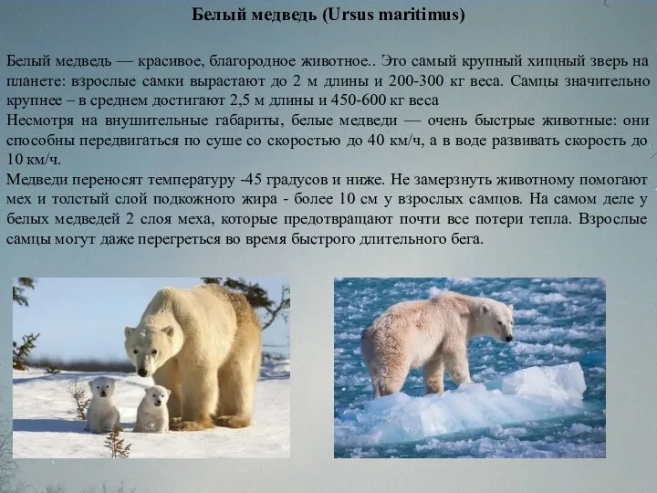 Белый медведь (Ursus maritimus) Белый медведь — красивое, благородное животное.. Это