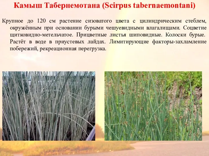 Камыш Табернемотана (Scirpus tabernaemontani) Крупное до 120 см растение сизоватого цвета