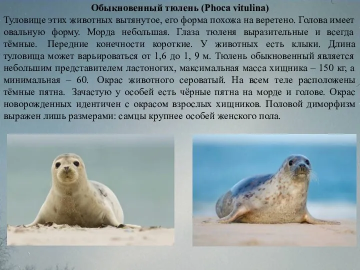 Обыкновенный тюлень (Phoca vitulina) Туловище этих животных вытянутое, его форма похожа
