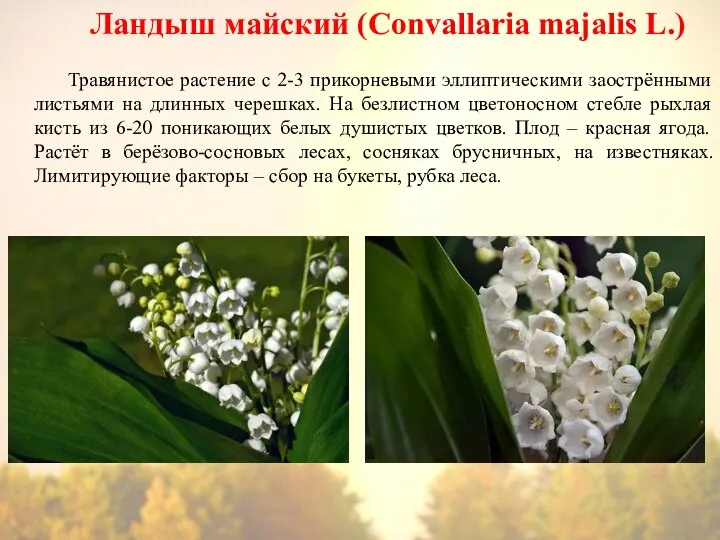 Ландыш майский (Convallaria majalis L.) Травянистое растение с 2-3 прикорневыми эллиптическими