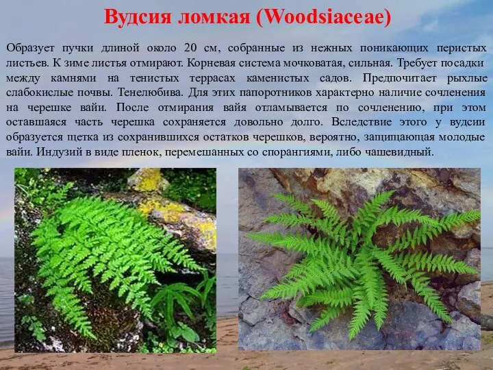 Вудсия ломкая (Woodsiaceae) Образует пучки длиной около 20 см, собранные из