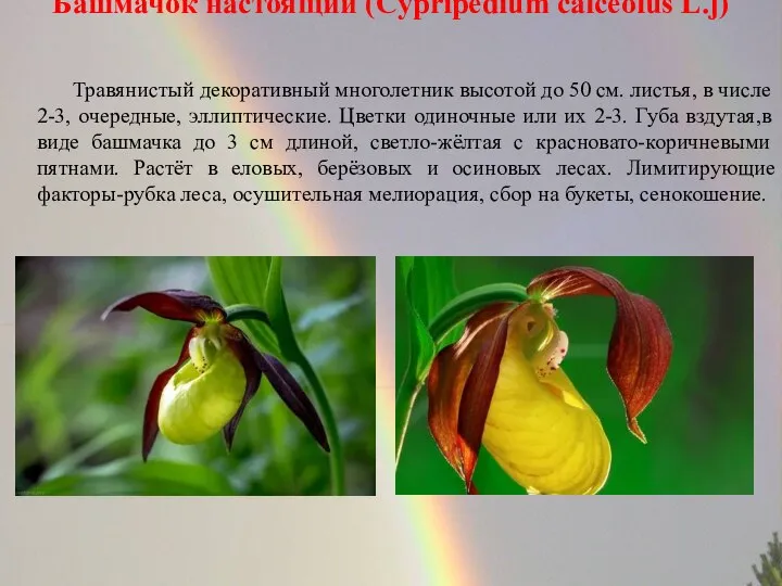Башмачок настоящий (Cypripedium calceolus L.j) Травянистый декоративный многолетник высотой до 50