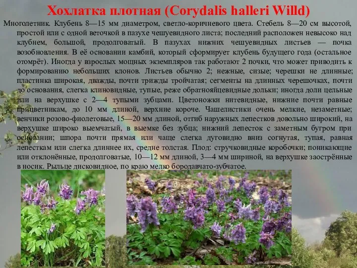 Хохлатка плотная (Corydalis halleri Willd) Многолетник. Клубень 8—15 мм диаметром, светло-коричневого