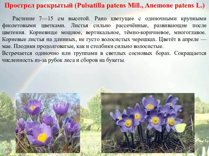 Прострел раскрытый (Pulsatilla patens Mill., Anemone patens L.) Растение 7—15 см