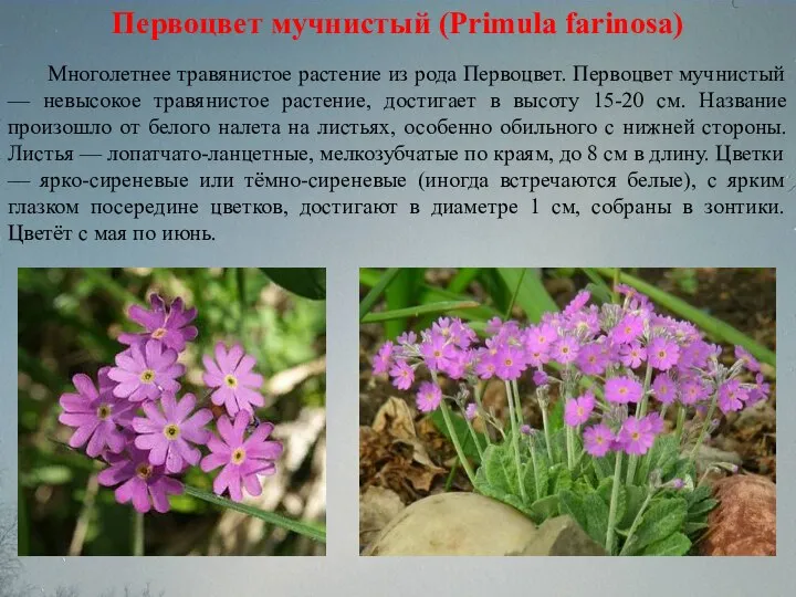 Первоцвет мучнистый (Primula farinosa) Многолетнее травянистое растение из рода Первоцвет. Первоцвет