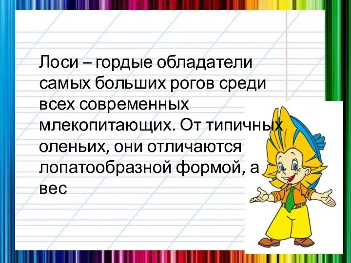 Лоси – гордые обладатели самых больших рогов среди всех современных млекопитающих.