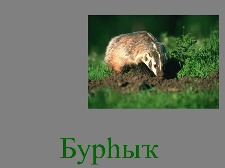 Бурһыҡ