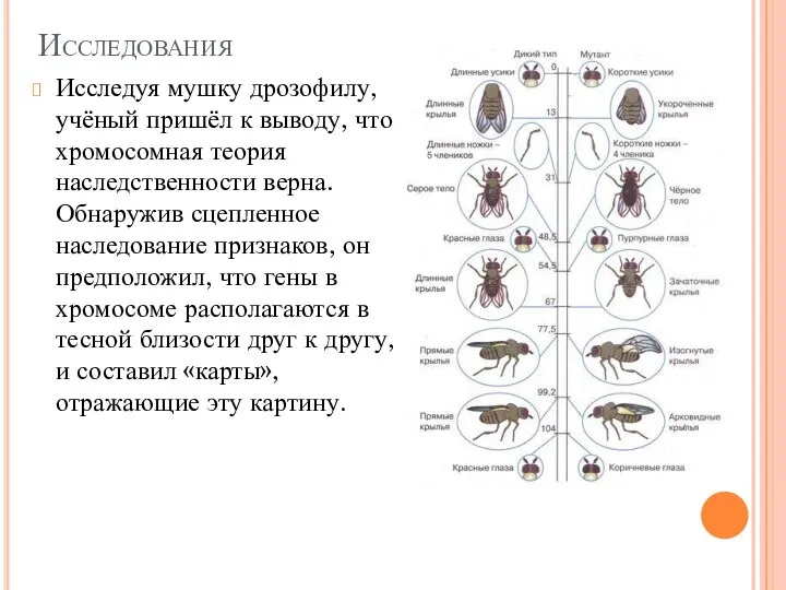 Исследования Исследуя мушку дрозофилу, учёный пришёл к выводу, что хромосомная теория