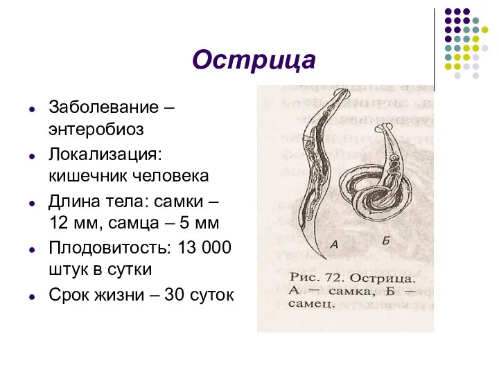 Острица Заболевание – энтеробиоз Локализация: кишечник человека Длина тела: самки –