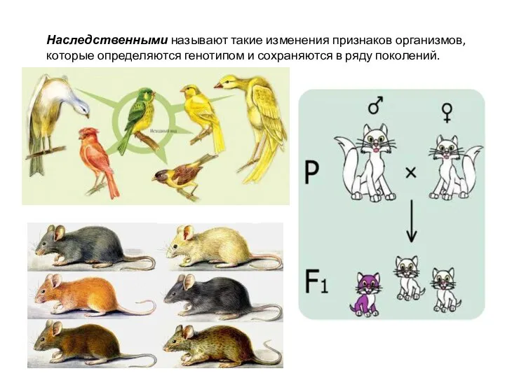 Наследственными называют такие изменения признаков орга­низмов, которые определяются генотипом и сохраняются в ряду поколений.