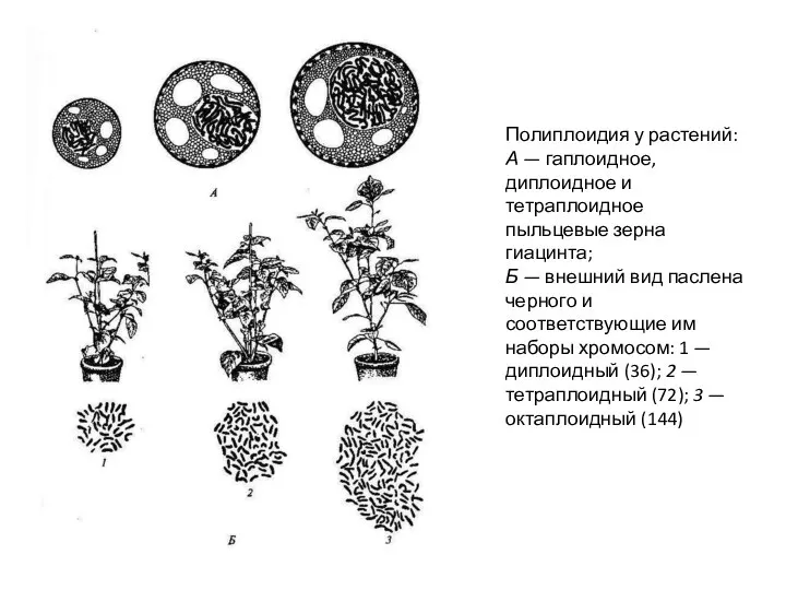 Полиплоидия у растений: А — гаплоидное, диплоидное и тетраплоидное пыльцевые зерна