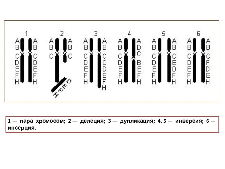 1 — пара хромосом; 2 — делеция; 3 — дупликация; 4,