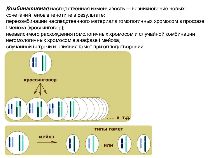 Комбинативная наследственная изменчивость — возникнове­ние новых сочетаний генов в генотипе в