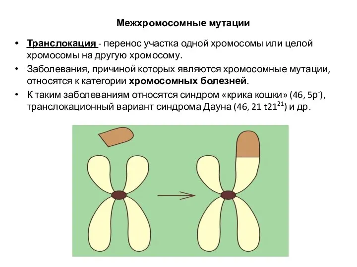 Межхромосомные мутации Транслокация - перенос участка одной хромосомы или целой хромосомы