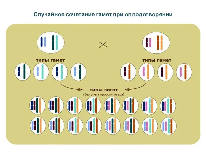 Случайное сочетание гамет при оплодотворении