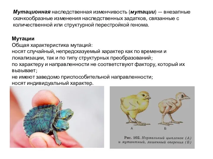 Мутационная наследственная изменчивость (мутации) — вне­запные скачкообразные изменения наследственных задатков, связанные