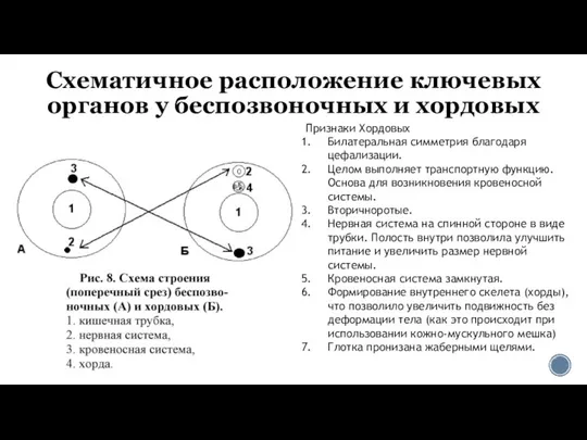 Схематичное расположение ключевых органов у беспозвоночных и хордовых Признаки Хордовых Билатеральная