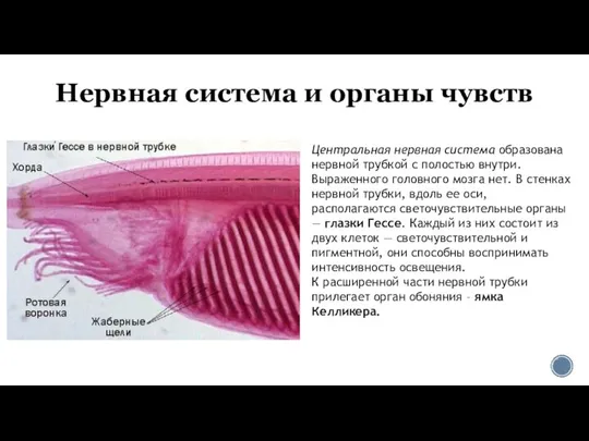 Нервная система и органы чувств Центральная нервная система образована нервной трубкой