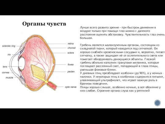 Органы чувств Лучше всего развито зрение - при быстром движении в