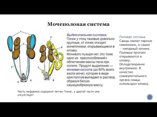 Мочеполовая система Часть нефронов содержит петлю Генле, у другой части она