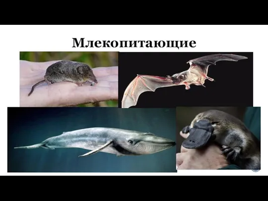 Млекопитающие