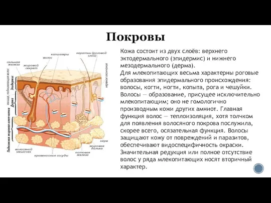 Покровы Кожа состоит из двух слоёв: верхнего эктодермального (эпидермис) и нижнего