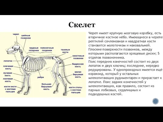 Скелет Череп имеет крупную мозговую коробку, есть вторичное костное нёбо. Имеющиеся