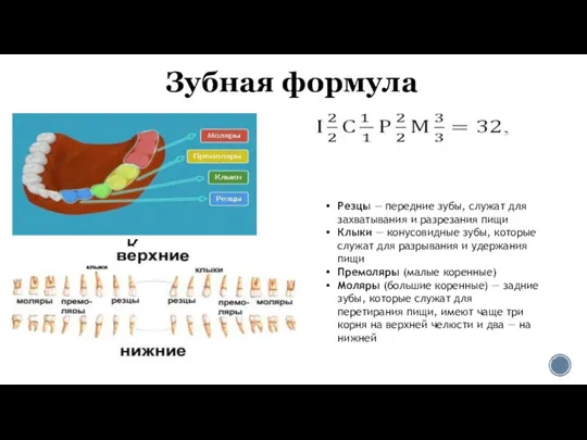 Зубная формула Человек Резцы — передние зубы, служат для захватывания и