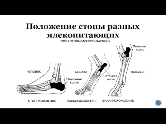 Положение стопы разных млекопитающих