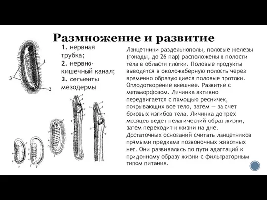 Размножение и развитие Ланцетники раздельнополы, половые железы (гонады, до 26 пар)